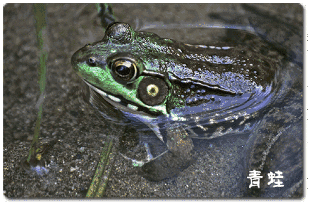 为了防止受伤,青蛙眼睛其实是可以退缩的.