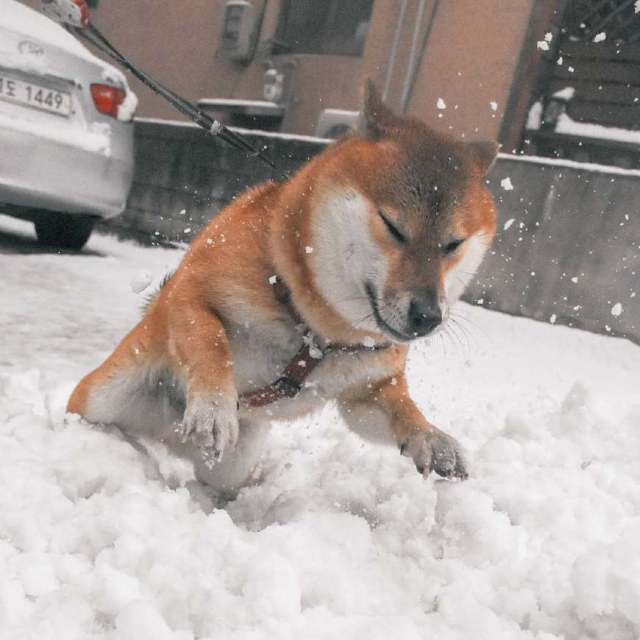 蠢萌柴犬歪头翻肚被主人拖行,这画面太美我不敢看