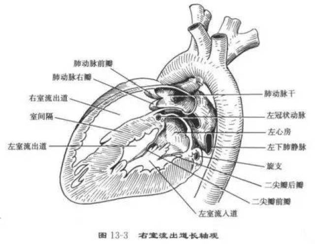 有一个入口,即左房室口,左心房的血液经左房室口入左心室医|学教育网