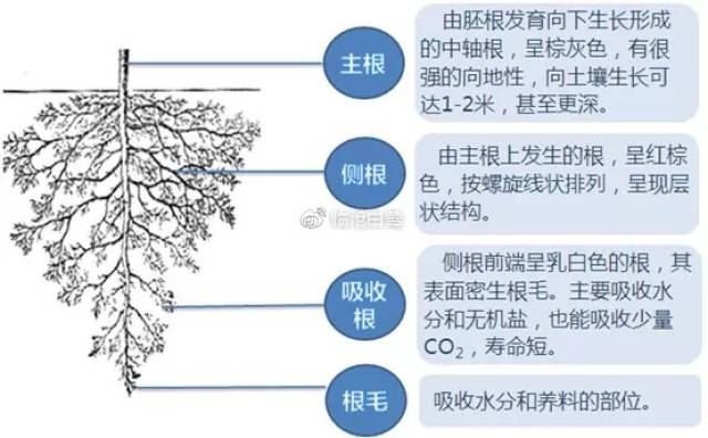 天天喝茶,对茶树也应该有个全面的了解