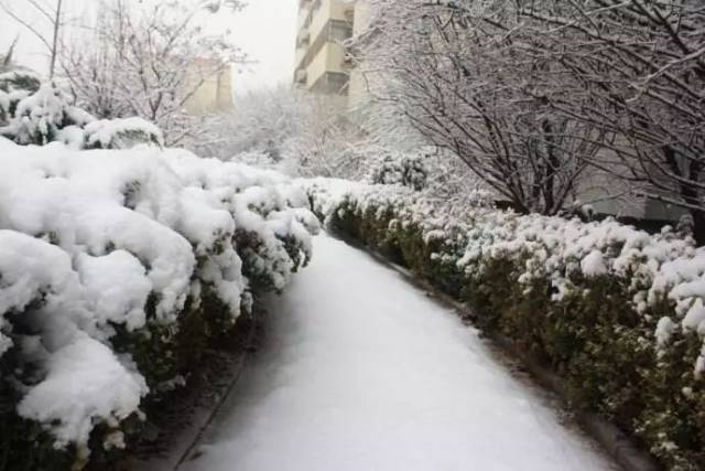 早上好,潍坊下雪了,送你2018年最美的雪景!