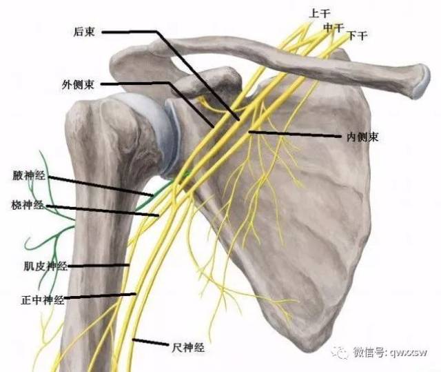 腋神经由其干上发关节支,于肩胛下肌下侧入肩关节.