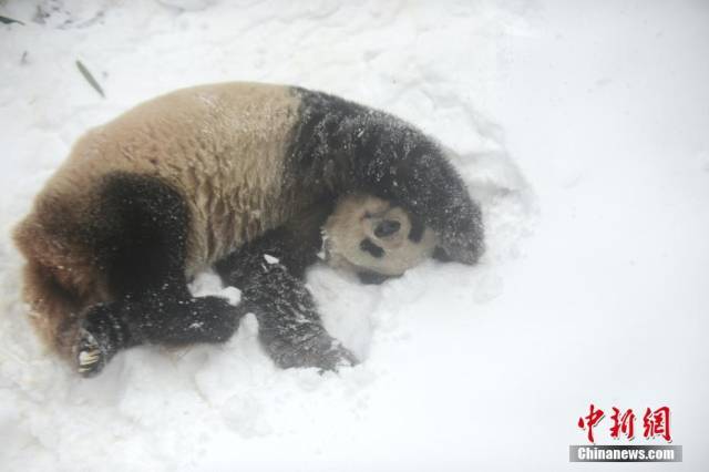 大熊猫在雪地里卖萌 撒欢翻滚憨态可掬