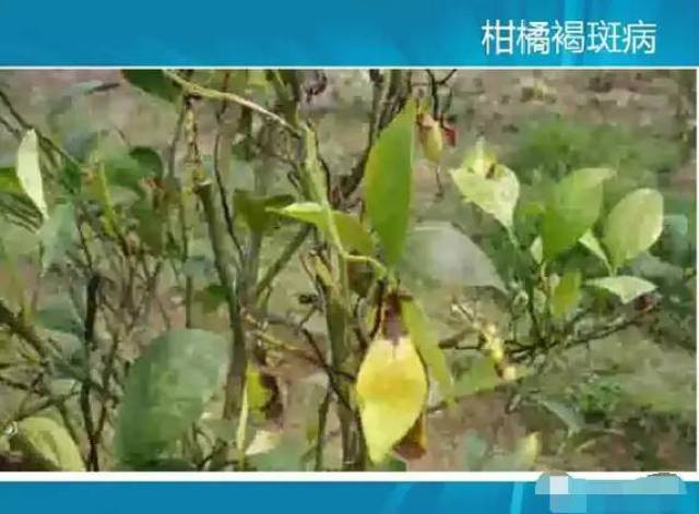 柑橘病虫害高清图谱