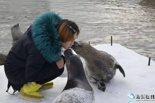 烟台冬趣:呆萌海豹撒欢儿 雪地打滚变身"雪海豹"