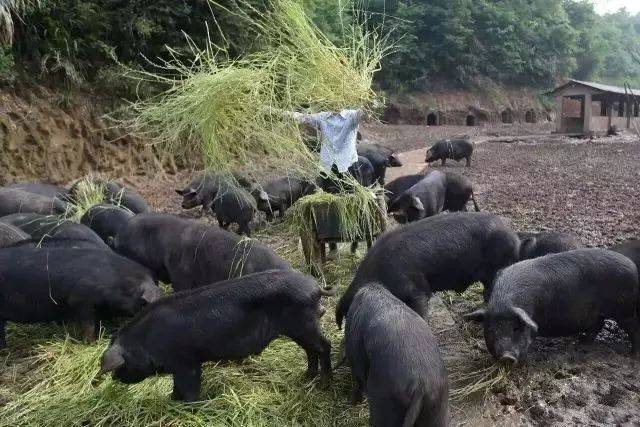 黑毛猪是散养在大别山原生态的自然环境中,空气清新,泉水清澈,绿色无