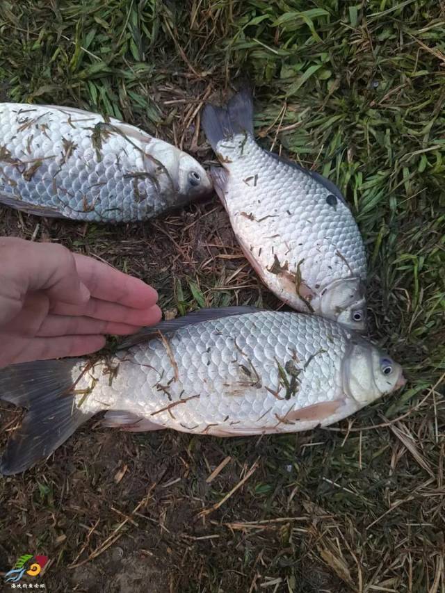 上鱼得时候操作不便,怕手机打窝子,没顾上拍照片,拍了几张钓点,渔获的