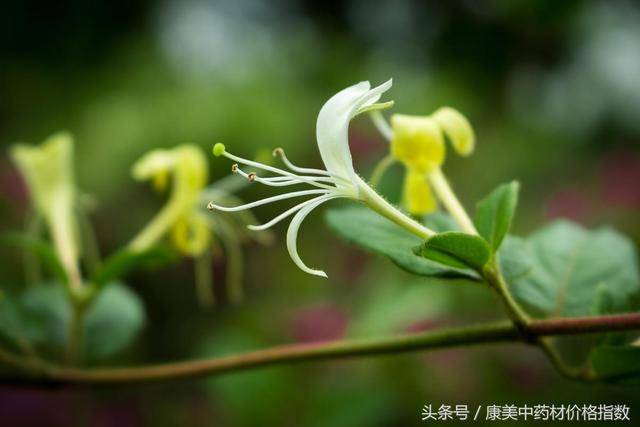 "金银花"一名出自《本草纲目,由于忍冬花初开为白色,后转为黄色