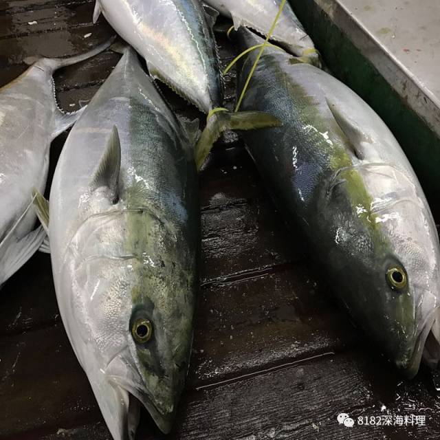 青甘鱼