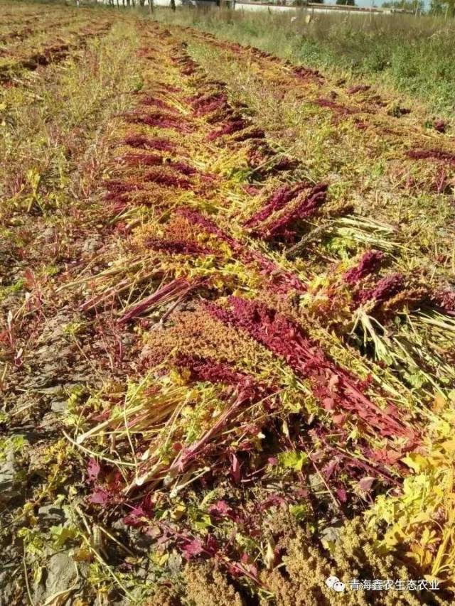 CCTV-13新闻联播对于藜麦营养价值的报道