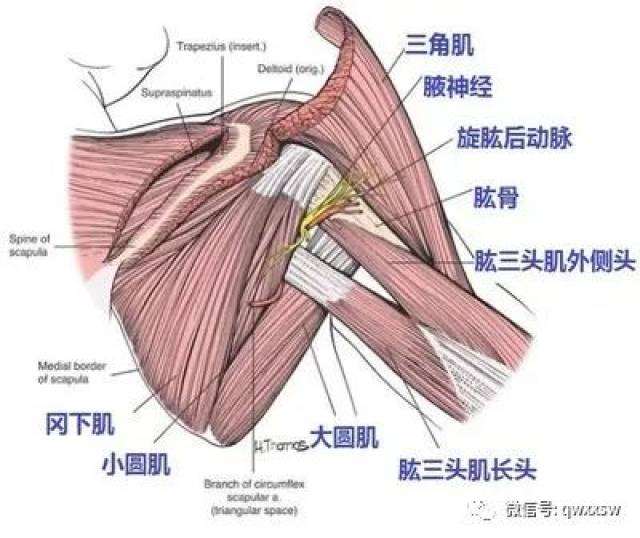 精进专题神经篇——腋神经及四边孔综合征