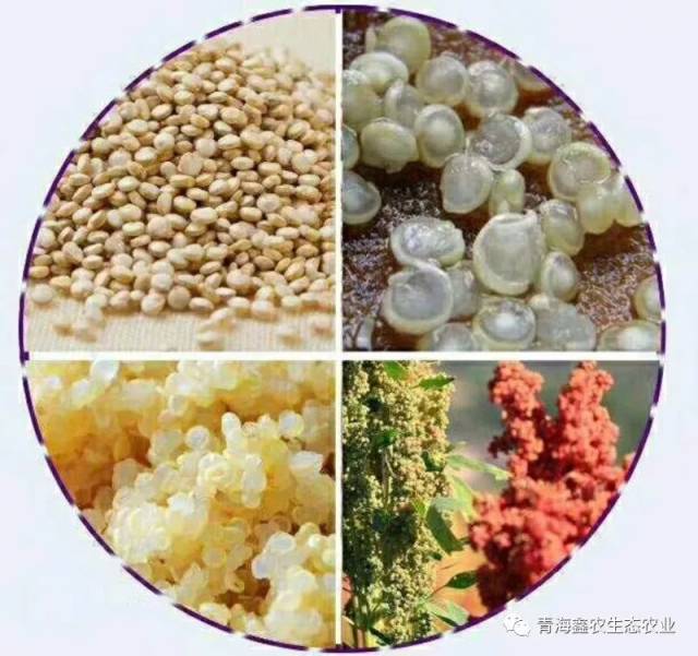 CCTV-13新闻联播对于藜麦营养价值的报道