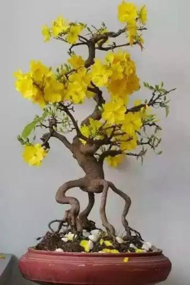 ԥ ͡õ辰,2018һ㹻ڹ