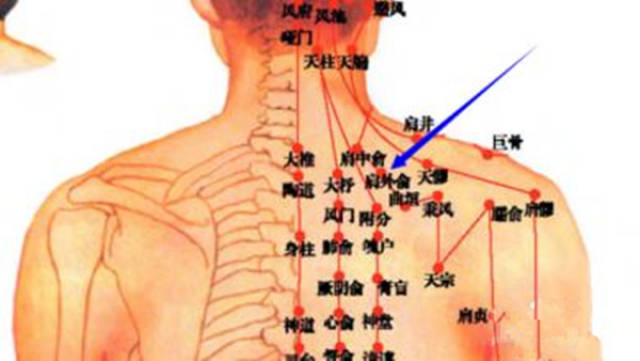 肩背穴:位于侧颈部锁骨上窝中英上约2寸,斜方肌上缘中部.
