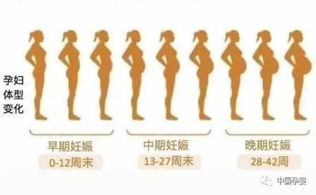 怀孕后多久才开始显肚子? 孕多少周腹围开始变大?