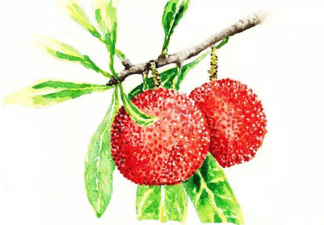 red bayberry(杨梅)