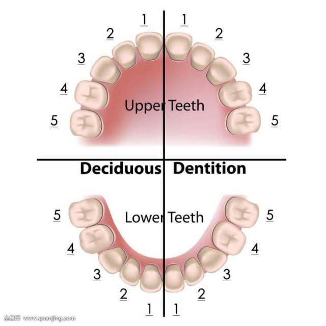 的是32颗,但最后一颗磨牙,也就是"8号牙",通常叫智齿,有些人是没有的