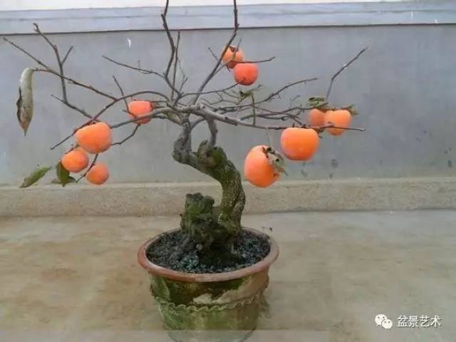 【盆景艺术】柿树盆景的制作和养护