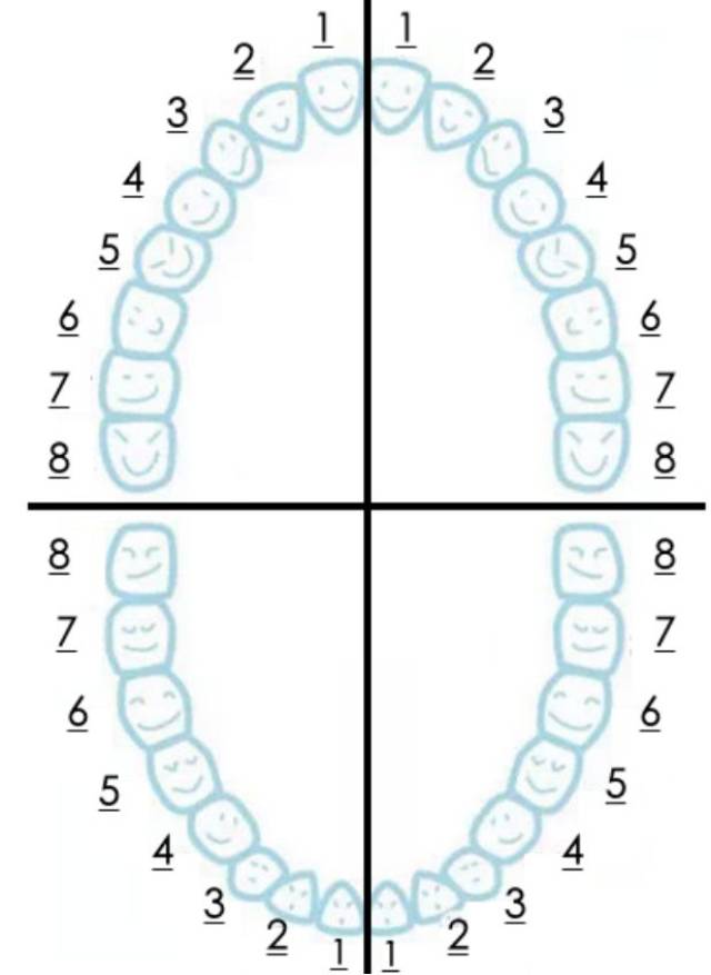 A:是的. 大家看这两幅图,第一张是乳牙列,一共20颗,每个象限是5颗