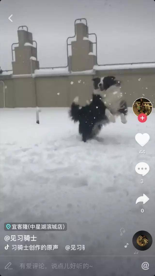 看我抬头吃雪,低头踩雪.主人还要抛雪球砸我,哼