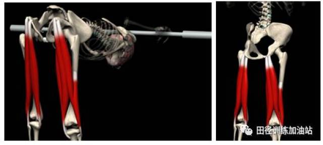 股后肌群--除了在短跑中容易拉伤外,你还知道什