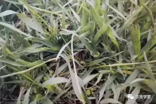 【小麦缺锌预防及补救措施】 每亩用1~2千克硫酸锌作基肥;也可在苗期