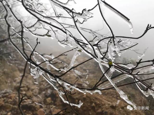 虽然天气预报中的雨夹雪没有到来 当见到树上,路边,草丛中挂上了冰凌