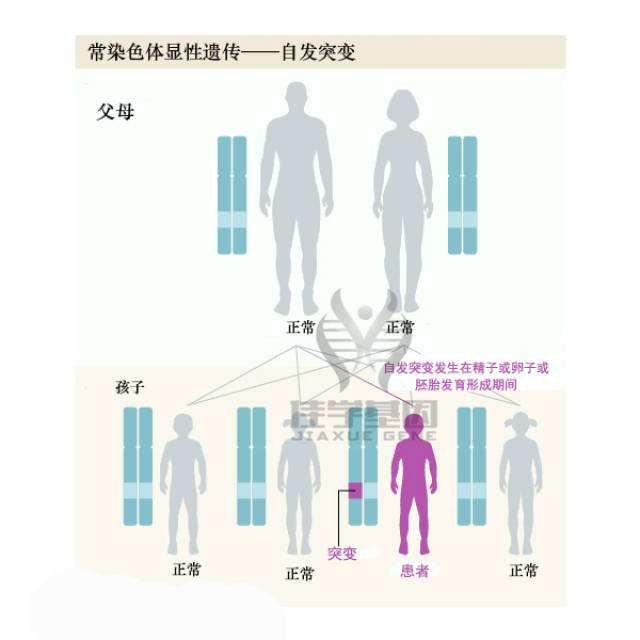 【基因科普】遗传病有哪些遗传方式?——常染色体显性