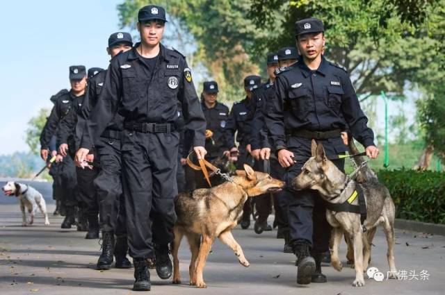 14名广佛影友走进佛山警队, 在顺德区龙江的佛山市公安局警犬养殖训练