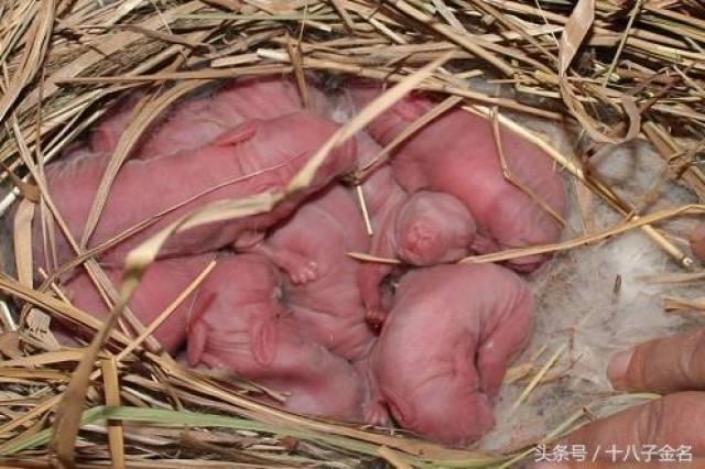 兔子可以吃生的四季豆吗 0480d43ab3c6434dab986e07ebb40612.jpeg