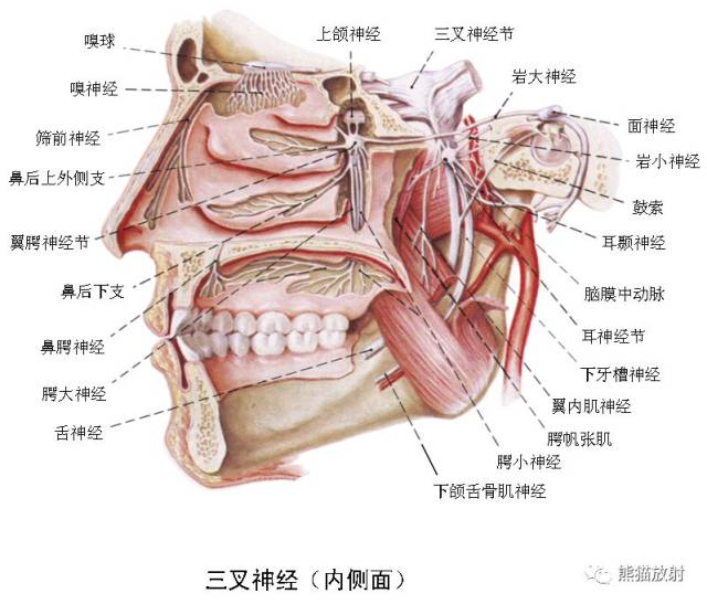 解剖丨颅面颈部(颅面骨,眼眶,腮腺,等)