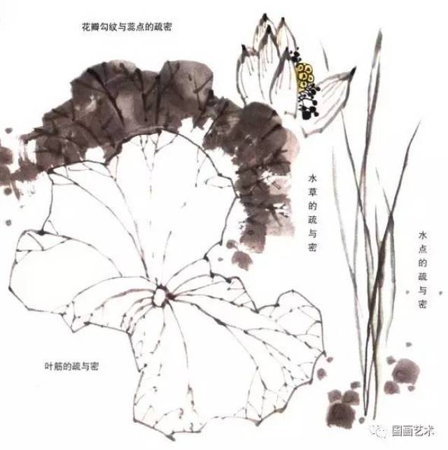 【每天教你学画画】非常全面的荷花画法