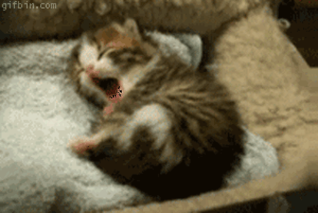 原来猫咪打瞌睡是这个样子,也太萌了吧?
