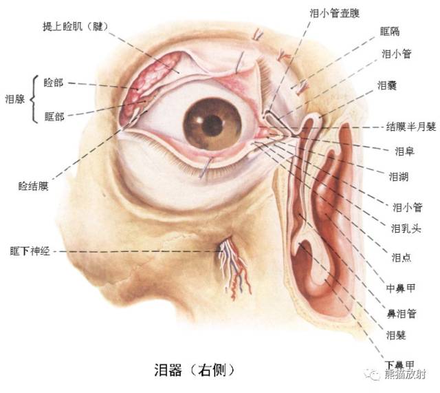 解剖丨颅面颈部(颅面骨,眼眶,腮腺,等)