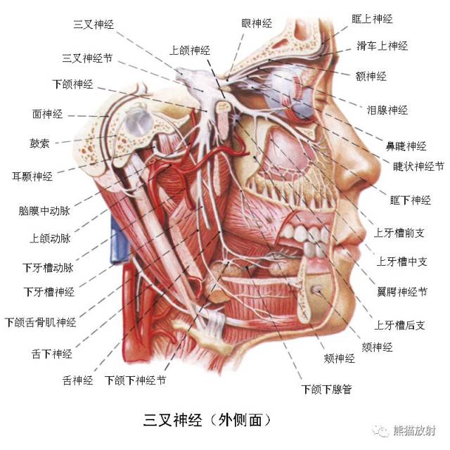 解剖丨颅面颈部(颅面骨,眼眶,腮腺,等)