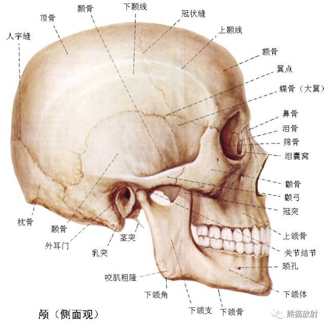 解剖丨颅面颈部颅面骨眼眶腮腺等