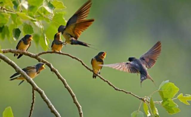 左边燕子右边蚂蚁猜一个成语_燕子简笔画(2)