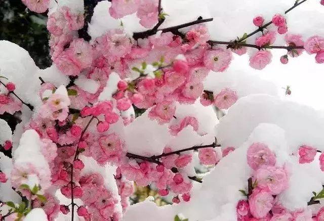 梅恋雪 如约开,又是一年梅韵芳菲时