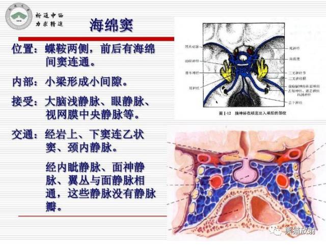 解剖丨颅面颈部(颅面骨,眼眶,腮腺,等)