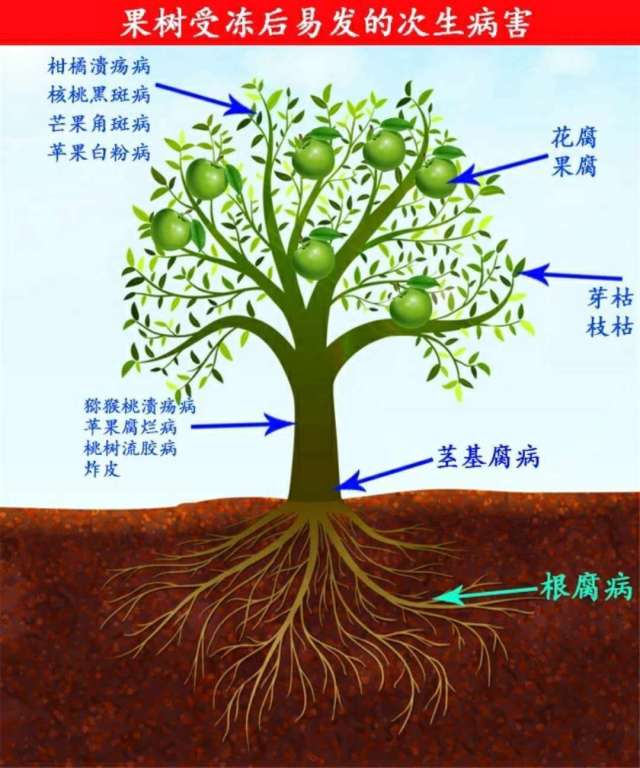 可以被直接吸收,补充树体储备养分,直接预防冻害