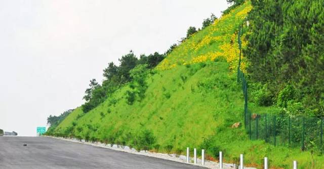 道路篇 | 道路绿化中,城市干道植物应怎样配置?