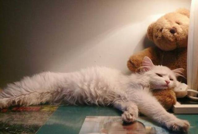 小编在这里提醒大家,小奶猫正是长身体的时候,一定要尽量让它睡得香香