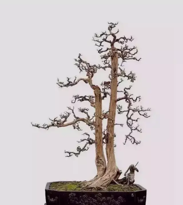 一高一矮,相互衬托,动静有致,妙不可言,双杆式盆景精品欣赏
