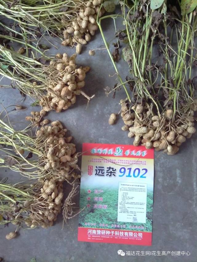 花生院士豫研团队:远杂9102与豫花22【花生优良品种展览】