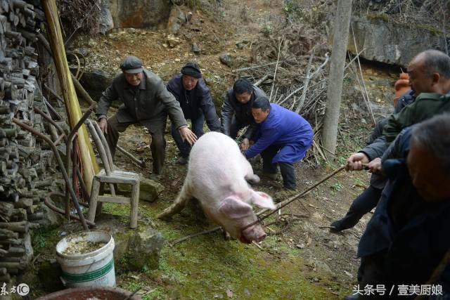 农村杀年猪场面震撼 城里人一辈子吃猪肉 没吃过杀猪饭