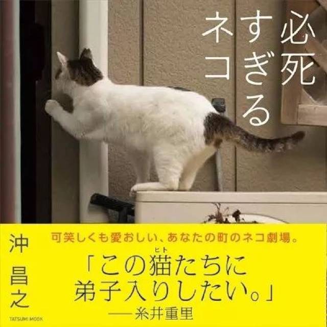 日本猫咪写真——拼了老命的猫