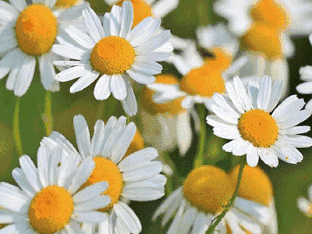 流感高发期即将来临!凤凰花卉告诉您一个防病的秘诀!