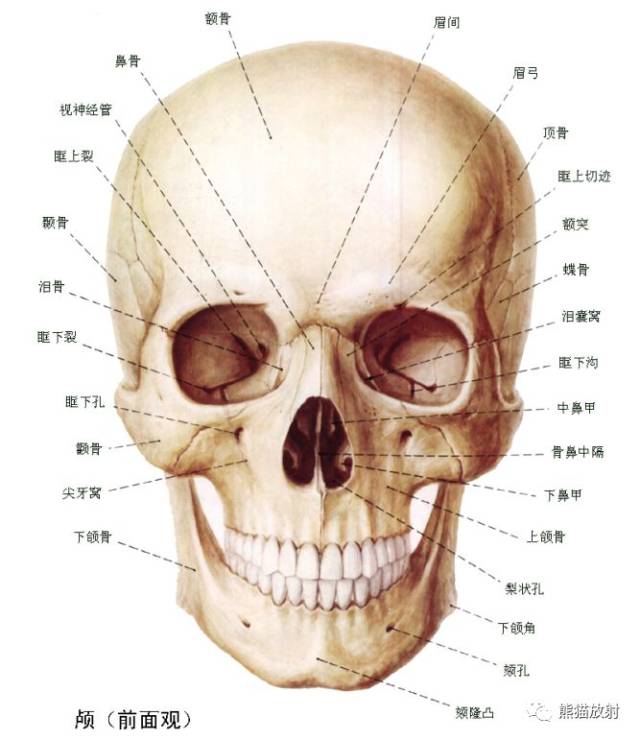 解剖丨颅面颈部(颅面骨,眼眶,腮腺,等)