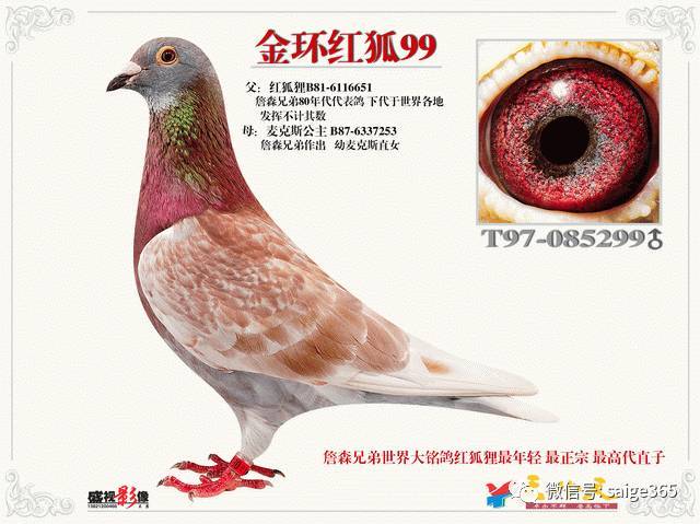 【鸽赏图】18岁老狐狸"金环99"欣赏!