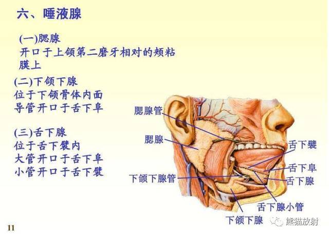 解剖丨颅面颈部(颅面骨,眼眶,腮腺,等)